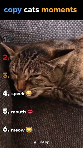 copy cats moments #ranking #funny #funnyanimals #cutecats #copy