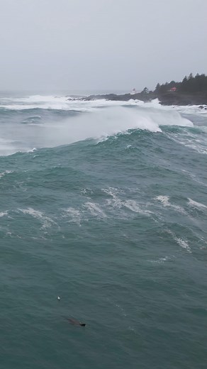 A wave cresting in from of the Amphitrite Lighthouse in Ucluelet on a stormy day last December. Note the sealion in the foreground. I didn't see it at the time of the shoot but noticed it today while going through old footage. Intentionally approaching marine mammals of all sorts including sealions with a drone is a big no-no in Canada. This sighting was unintentional. #Ucluelet #VancouverIsland #PNW #Tofino | UkeeTube