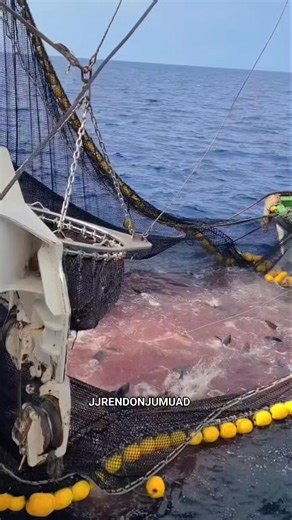 Repost! Brailing 100 tons Yellowfin Tuna🐟🐠 #jjrendonjumuad #followerseveryone #highlighteveryone #mananagat #highlight #mangingisda #fishing #tunafishing #fishingislife #fisherman #tuna #fish | JJ Rendon Jumuad