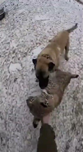Wild Cat vs Dogs: Hen Attack Triggers Fierce Showdown!