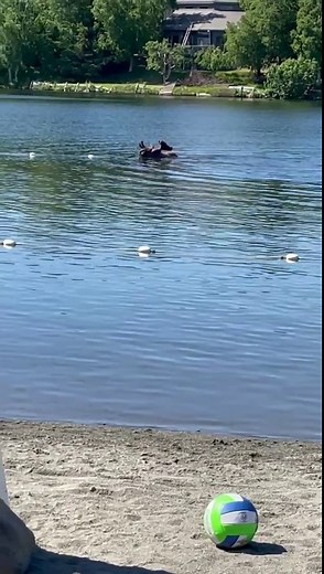 Moose goes for a swim in Alaska