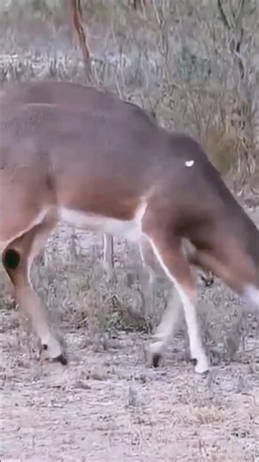 Precision and Power: Hadzabe Hunter’s Perfect Shotसटीकता और शक्ति: हडज़ाबे हंटर का परफेक्ट शॉट