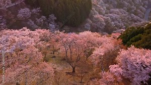 Ascending flight over Yoshino mountains covered by full blossom cherry trees, Nara province, Japan. Unesco World Heritage