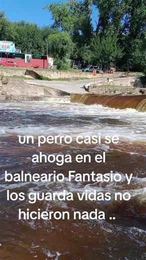 Perro Rescatado en Balneario Fantasio