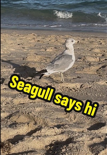 Beautiful (and big) seagull at the beach! #floridanature #floridabeach #wildlife #seagull