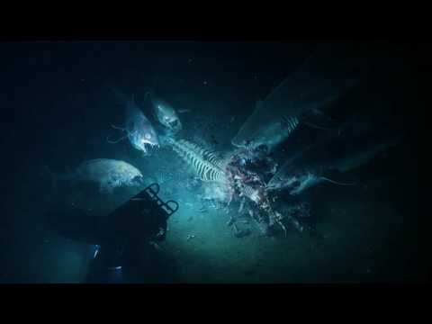 They Dropped a Cow in Deep Sea… What Happened Will Shock You