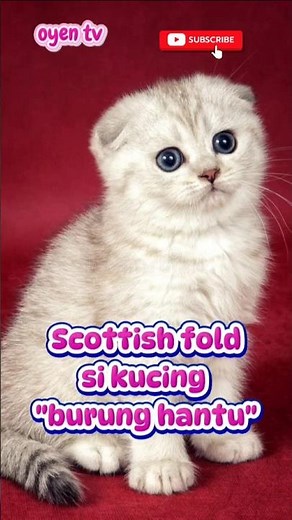 kucing Scottish fold