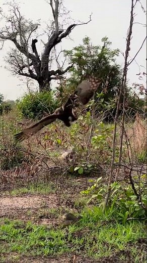 Eagle fly down from the top of the tree hunting bird of prey on the ground Changeable Hawk Eagle Li