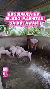 Best Pasture Pig Farm Setup for Beginners (Homestead Style) #PigFarmSetup #PigFarming #Viral