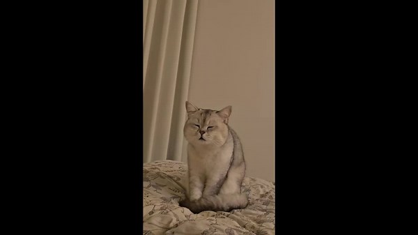 Cat dozes off while sitting on bed in Hubei, China