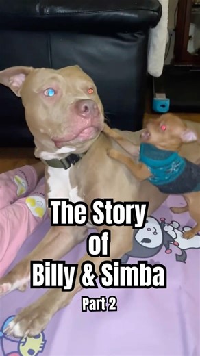 Billy & Simba PART 2: how it’s going with the dog pack 🥰🫶🏼