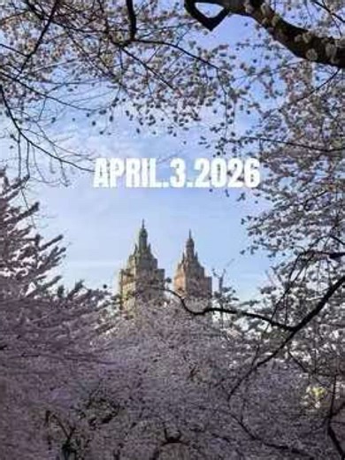 my favorite time of year 🌸 cherry blossoms are at their peak in Central Park 🥹 def make time to see them this week if you’re free! . . . . #cherryblossoms #centralparknyc #centralpark #springnyc #thingstodoinnyc