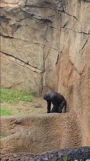 Sad Life of Zoo Animals