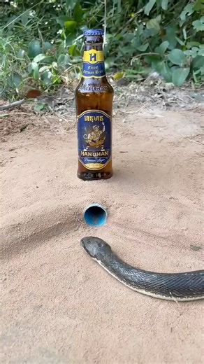 259K views · 312 reactions | DIY Snake Trap make From can & pvc #snaketrap #reelsvideo #trending #reels #reelsinstagram #viralvideo #viralreels #trend #snakes | Mobarak Snake Saver | Facebook