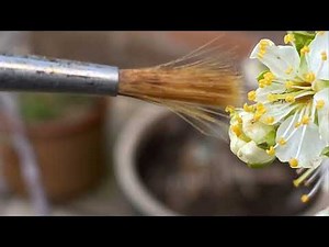 Hand pollinating greengage plum with paint brush, easy method with close ups