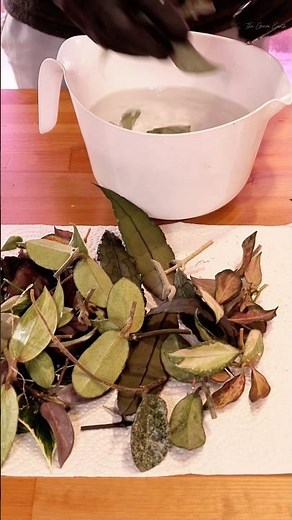 How to Propagate Multiple Hoya Easily? #thegreenearth #plants #hoya