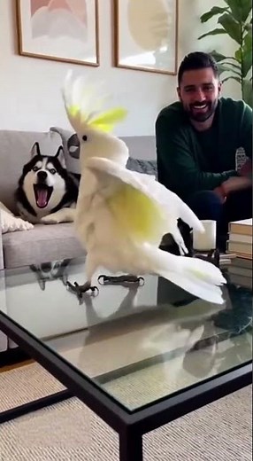Energetic Dance of the White Cockatoo in Full Swing