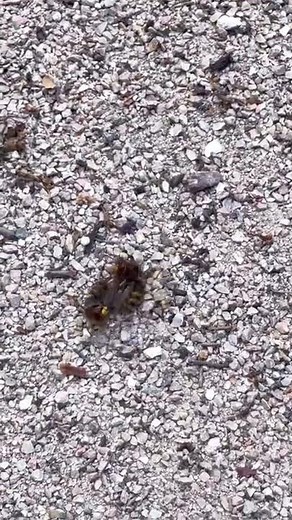 Bees Fighting