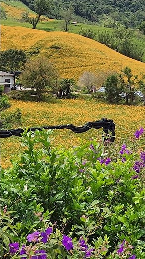 花蓮 赤柯山金針花海 2025.8.20