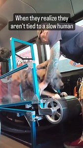 That moment of realization #mobiledoggym #rundawg #dogexercise | Run Dawg