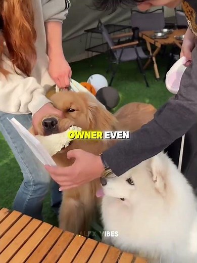 This dog eats his cake❤️