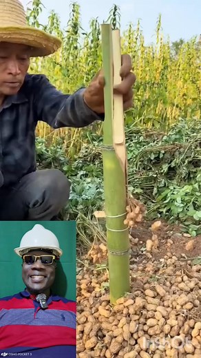 Technique incroyable pour récolter les arachides #agriculture #developpementpersonnel # #motivation #irrigationagricole | Agriculture Durable