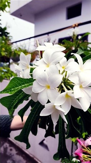 The Nag Champa flower (associated primarily with Plumeria pudica and Magnolia champaca)#millionviews