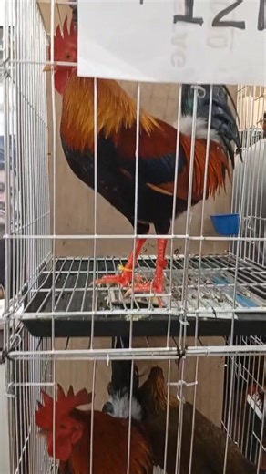 8th Cebu National Gamefowl Expo 2025 #ethelsuperbreed | ethel superbreed