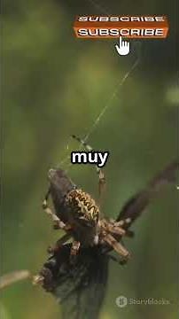 Learn about different types of spider webs 😲🕸🕷 #viralshort #curiosities #didyouknow #animals