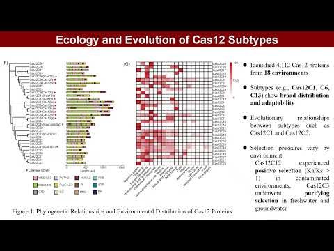 iMetaOmics | Metagenomic mining reveals novel Cas12 subtypes and their evolutionary diversification