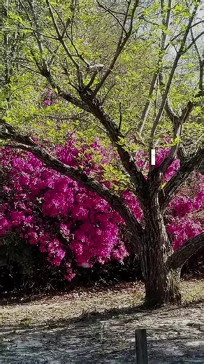 Your Are The Blessing!! #positivemindset #fy #manifestingmethods #mentalhealth #springtime