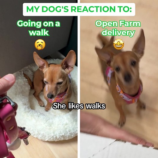 190K views | Give your pup fresh, vet-approved meals! Open Farm’s fresh food recipes are packed with ethically sourced, non-GMO ingredients. Ready to serve, flexible plans, and 30% off your first box.  | Open Farm | Facebook