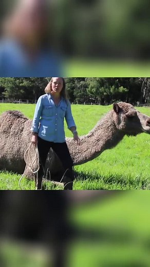 1K views | My Camel Training Hack #CamelTraining #AnimalBehaviour #camels #camel #CamelWhisper | Camel Channel | Facebook