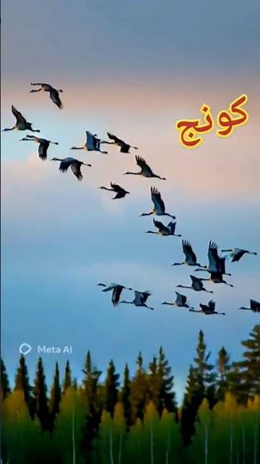 Cranes in Flight | Stunning Crane Birds Migration & Wildlife Moments