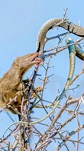 10M views · 43K reactions | Mongoose vs snake #wildlife #បន្លែធម្មជាតិ #ស្រុកស្រែ #AI | Agricultural Activities | Facebook