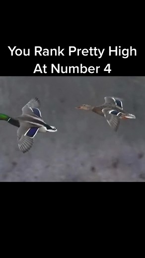 BlueBill Hill on TikTok