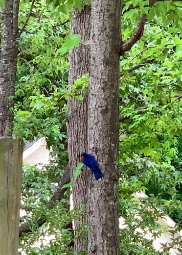 Bluebird On My Nature Walk pt2 | #wildlifewatching