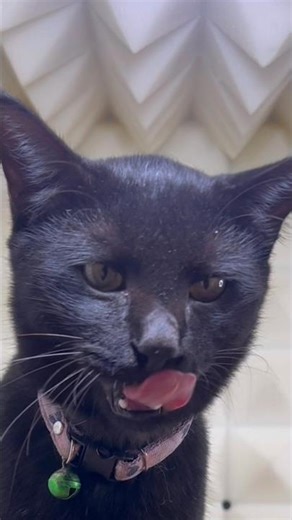 Cute Black Kitten Licking Lips After Snack! #Shorts