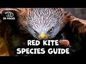 RED KITE What Should You Know?