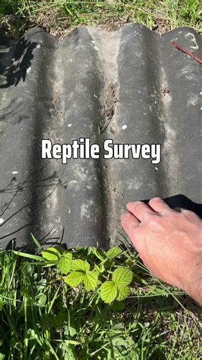Female Adder Found on Benfield Hill Reptile Survey