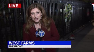 Escaped peacock spotted in tree in the Bronx