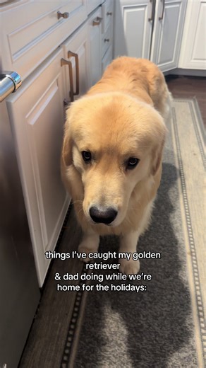 Exposing my golden retriever & his grandpa that have a really SPECIALLLL bro bond 🫣🙄 he is the first grandchild… #goldenretriever