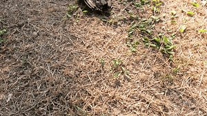 Time-lapse Bird Carcass Decomposing Naturally Stock Footage Video (100% Royalty-free) 3413419033 | Shutterstock