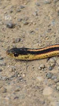 Sacramento County development threatens a giant, shy snake. Why does that matter?