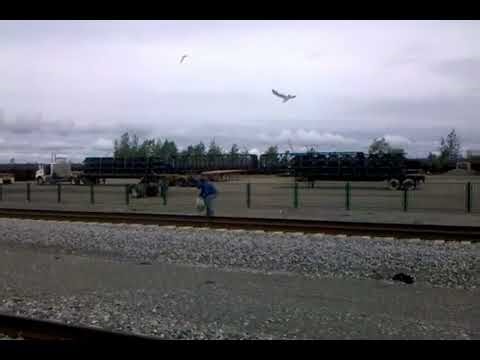 Attacked by Seagulls on the Alaska Railroad 🚆🦅 | Wild Travel Moment Caught on Camera