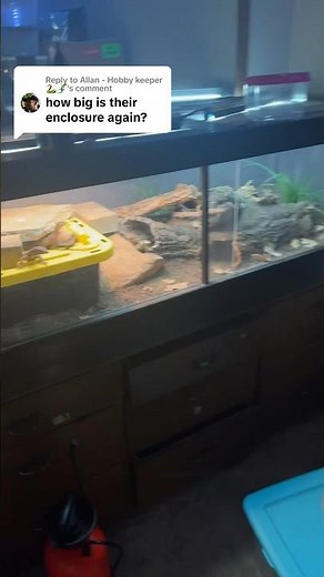 Ackie Monitor Enclosure Size! #ackiemonitor #varanusacanthurus #reptiles #terrarium
