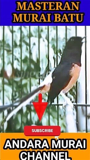 Relaxing Bird Sounds for Calm Atmosphere 🌿 #calm #relax #atmosphere #shorts