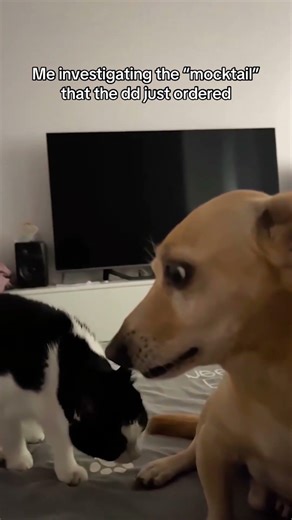 Designated Driver means you don't drink, period.