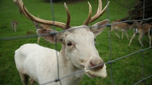 Eine echte Seltenheit: Der weiße Hirsch aus Biberach