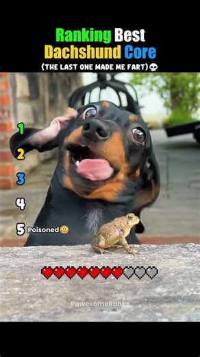 Ranking Best Dachshund Core 😂